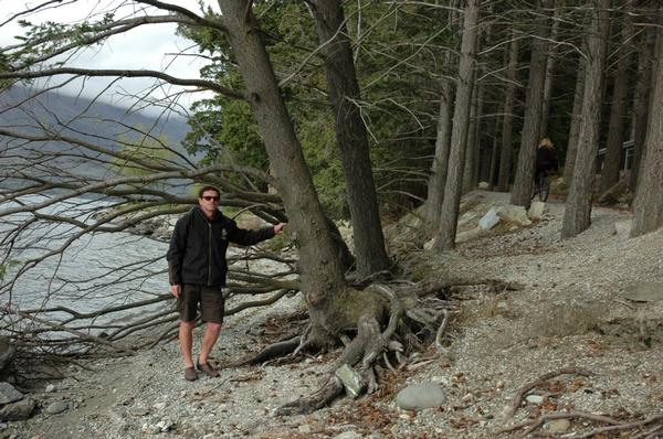 QLDC parks manager Gordon Bailey inspects trees undermined by years of high lake levels on the shoreline of the Queenstown Gardens.